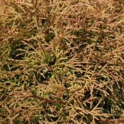 Thuja Occidentalis 'Golden Tuffet'