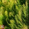 Thuja Orientalis 'Pyramidalis Aurea' 1 Thuja Orientalis 'Pyramidalis Aurea' -Perfect Greenery THUJ T66399 A