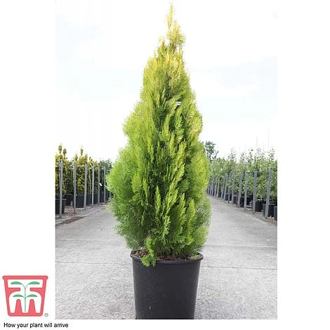 Thuja Orientalis 'Pyramidalis Aurea' 5 Thuja Orientalis 'Pyramidalis Aurea' - Image 3