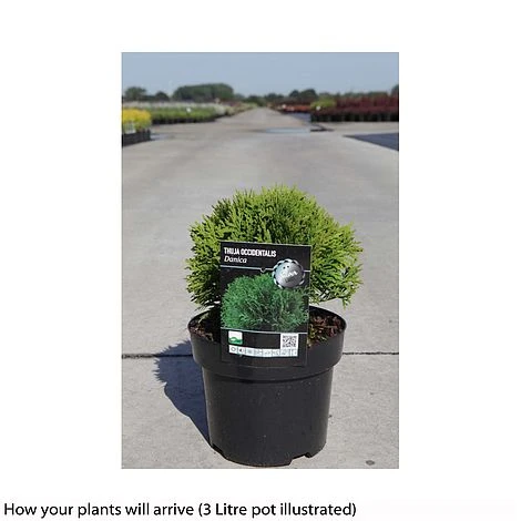 Thuja Occidentalis 'Danica' 4 Thuja Occidentalis 'Danica' - Image 2