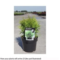 Thuja Occidentalis 'Danica Aurea' 5 Thuja Occidentalis 'Danica Aurea' -Perfect Greenery THUJ T66495 A h