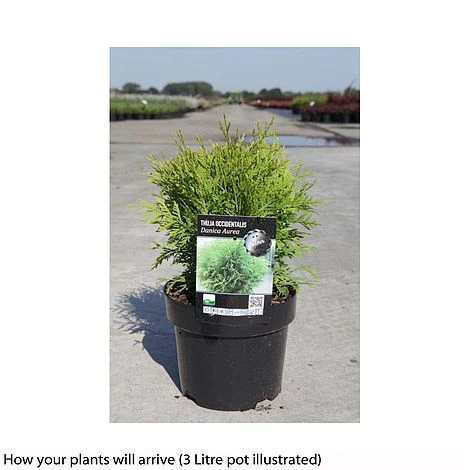 Thuja Occidentalis 'Danica Aurea' 4 Thuja Occidentalis 'Danica Aurea' - Image 2