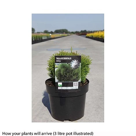 Thuja Occidentalis 'Miky' 4 Thuja Occidentalis 'Miky' - Image 2