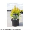 Thuja Plicata '4Ever Goldy' -Perfect Greenery THUJ T66503 A h