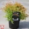 Thuja Occidentalis 'Fire Chief' 1 Thuja Occidentalis 'Fire Chief' -Perfect Greenery THUJ T81830 A