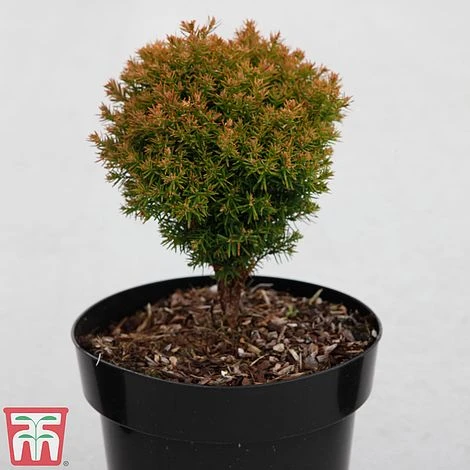 Thuja Occidentalis 'Anniek' 3 Thuja Occidentalis 'Anniek'