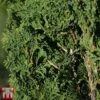 Thuja Occidentalis 'Degroot's Spire'