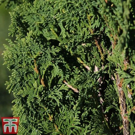 Thuja Occidentalis 'Degroot's Spire' 3 Thuja Occidentalis 'Degroot's Spire'