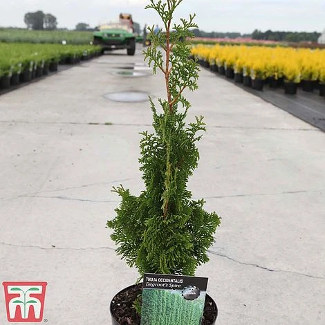 Thuja Occidentalis 'Degroot's Spire' 4 Thuja Occidentalis 'Degroot's Spire' - Image 2