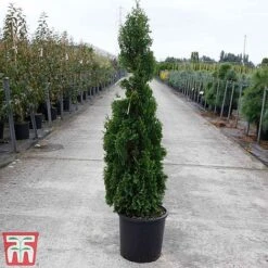 Thuja Occidentalis 'Degroot's Spire' 7 Thuja Occidentalis 'Degroot's Spire' -Perfect Greenery THUJ TKA3604 C