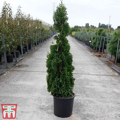 Thuja Occidentalis 'Degroot's Spire' 5 Thuja Occidentalis 'Degroot's Spire' - Image 3