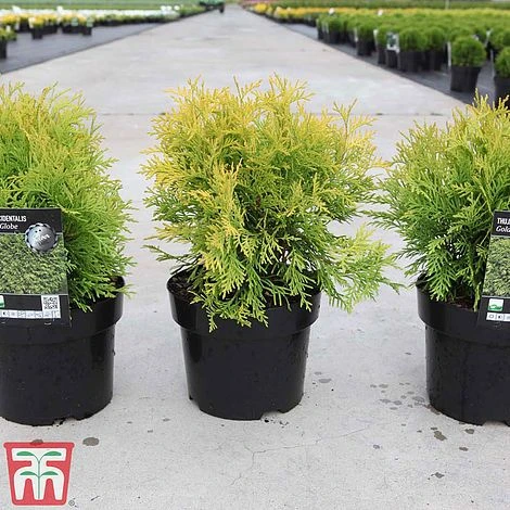 Thuja Occidentalis 'Golden Globe' 5 Thuja Occidentalis 'Golden Globe' - Image 3