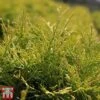 Thuja Occidentalis 'Golden Globe' 2 Thuja Occidentalis 'Golden Globe' -Perfect Greenery THUJ TKA3614 B