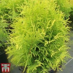 Thuja Occidentalis 'Golden Globe' 6 Thuja Occidentalis 'Golden Globe' -Perfect Greenery THUJ TKA3614 C