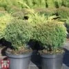 Thuja Occidentalis 'Teddy' 1 Thuja Occidentalis 'Teddy' -Perfect Greenery THUJ TKA3626 A