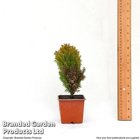 Thuja Occidentalis 'Anniek' 4 Thuja Occidentalis 'Anniek' - Image 2