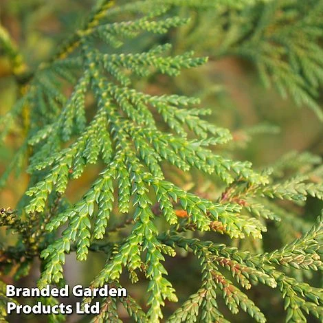 Thujopsis Dolabrata 'Nana' 4 Thujopsis Dolabrata 'Nana' - Image 2