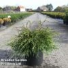 Thuja Plicata 'Kager's Beauty' -Perfect Greenery THUJ KAGERSBEA S46104