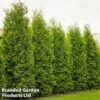 Thuja Occidentalis 'King Of Brabant' -Perfect Greenery THUJ KINGBRABA1