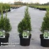 Thuja Occidentalis 'Smaragd Variegata' -Perfect Greenery THUJ SMARAGDVA S46103