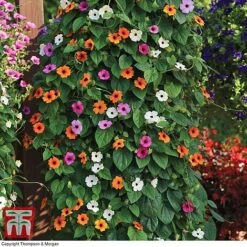 Thunbergia 'Sunny Susy Collection' -Perfect Greenery THUN TKA0225 A