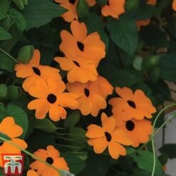Thunbergia 'Sunny Susy Collection' -Perfect Greenery THUN TKA0225 D