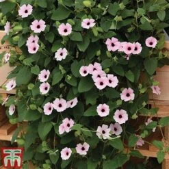 Thunbergia 'Sunny Susy Collection' -Perfect Greenery THUN TKA0225 E