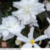 Begonia 'Nonstop Joy Mocca White' -Perfect Greenery TKA0102 BEG 1