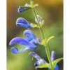 Salvia 'African Sky' 1 Salvia 'African Sky' -Perfect Greenery TKA0981 SALV 1