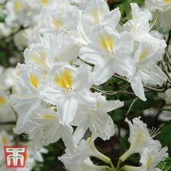 Rhododendron 'Persil' (Azalea Group) -Perfect Greenery TKA1344 RHOD 2