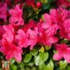 Rhododendron 'Purple Cushion' (Azalea Group) -Perfect Greenery TKA1350 AZAL 1