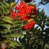 Sorbus Aucuparia 'Ember Glow' -Perfect Greenery TKA2129 SORB 1