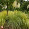 Cortaderia Selloana 'Gold Minipampas' -Perfect Greenery TKA3092 CORT 1