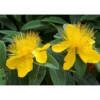 Hypericum Calycinum 'Carnival' -Perfect Greenery TKA3192 HYPE 1