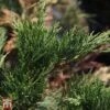 Juniperus Sabina 'Blue Sparkle' 2 Juniperus Sabina 'Blue Sparkle' -Perfect Greenery TKA3206 JUNI 1