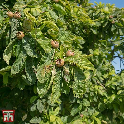 Common Medlar 3 Common Medlar