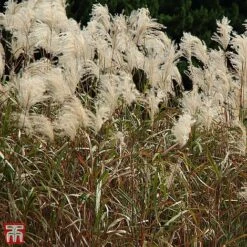 Miscanthus Sinensis 'Graziella' -Perfect Greenery TKA3298 MISC 2