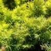 Picea Glauca 'Jalako Gold' -Perfect Greenery TKA3322 PICE 1