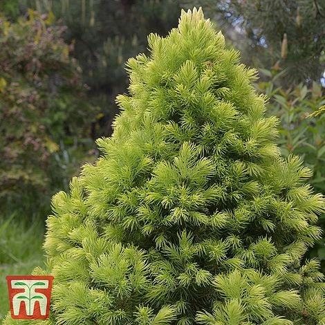 Picea Glauca Var. Albertiana 'J.W. Daisy's White' 3 Picea Glauca Var. Albertiana 'J.W. Daisy's White'