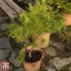 Pinus Strobus 'Minima' 1 Pinus Strobus 'Minima' -Perfect Greenery TKA3366 PINU 1