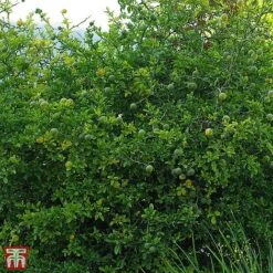Citrus Trifoliata 8 Citrus Trifoliata -Perfect Greenery TKA3374 CITR 1