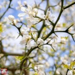 Citrus Trifoliata 9 Citrus Trifoliata -Perfect Greenery TKA3374 CITR 3