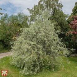 Pyrus Salicifolia 'Pendula' -Perfect Greenery TKA3414 PYRU 1