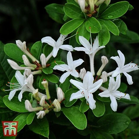 Rhododendron Viscosum 5 Rhododendron Viscosum - Image 3