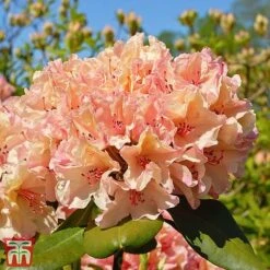 Rhododendron 'Tortoiseshell Orange' -Perfect Greenery TKA3464 RHOD 1