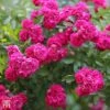 Rose 'Madame Isaac Péreire' (Climbing Bourbon) -Perfect Greenery TKA3478 ROSE 1