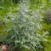 Rubus Thibetanus 1 Rubus Thibetanus -Perfect Greenery TKA3500 RUBU 1