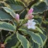 Weigela 'White Lightning' -Perfect Greenery TKA3718 WEIG 1