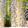 Wisteria Floribunda 'Macrobotrys' Group -Perfect Greenery TKA3726 WIST 1