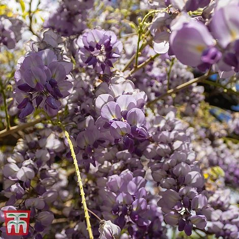 Wisteria Sinensis 'Amethyst' 4 Wisteria Sinensis 'Amethyst' - Image 2